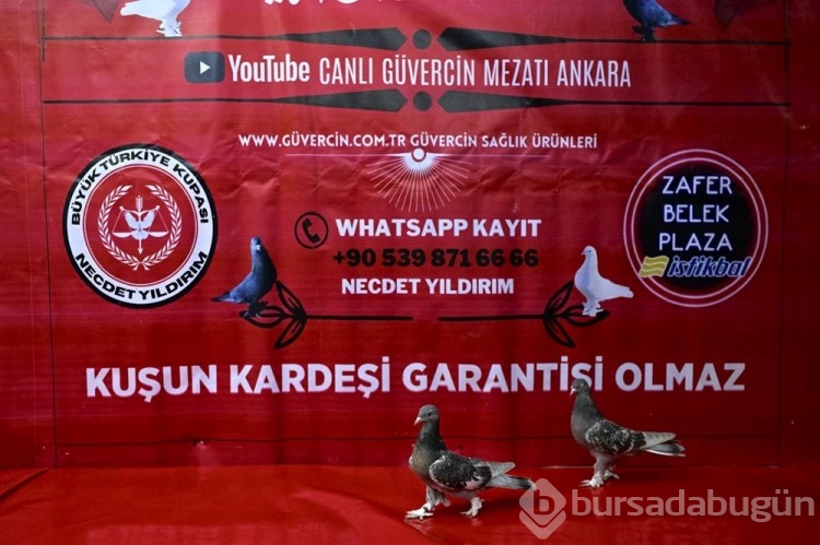 Çevrim içi kuş mezatı yoğun talep görüyor
