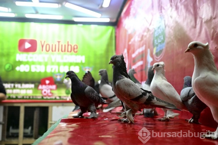 Çevrim içi kuş mezatı yoğun talep görüyor
