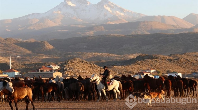 Erciyes eteklerinde yılkı atları...