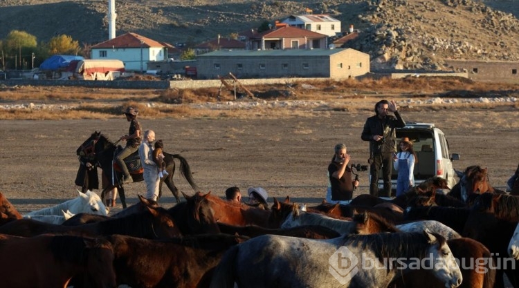 Erciyes eteklerinde yılkı atları...