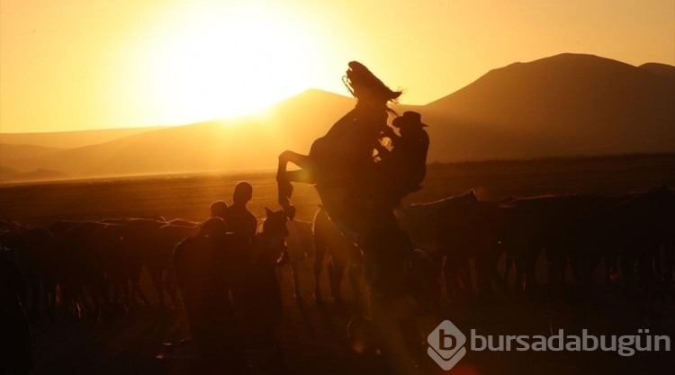 Erciyes eteklerinde yılkı atları...