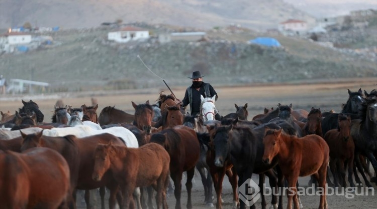 Erciyes eteklerinde yılkı atları...