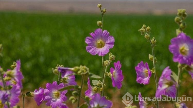 Aktarda kilosu 90 lira olan en şifalı bitki