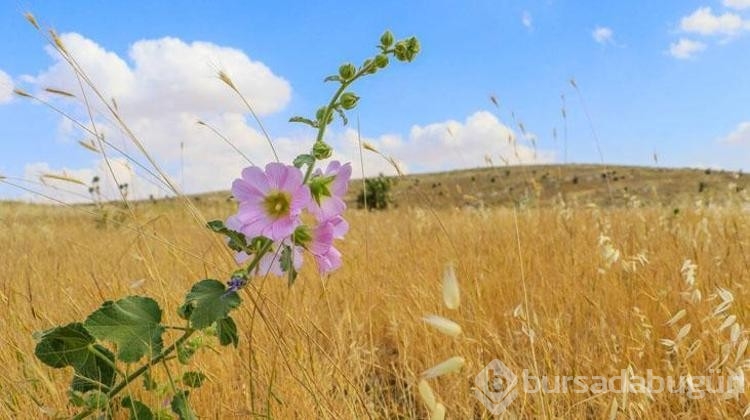 Aktarda kilosu 90 lira olan en şifalı bitki