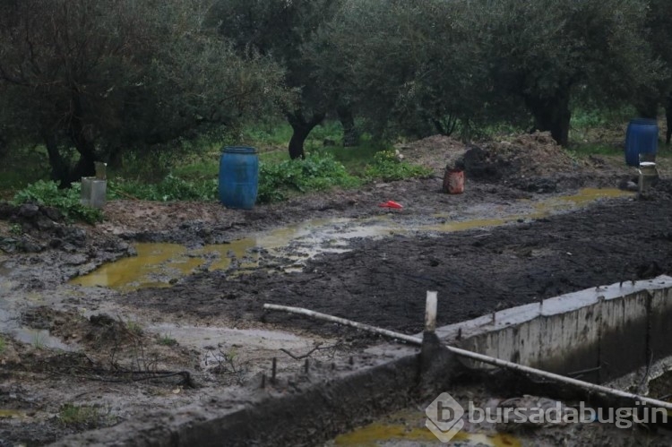 Tonlarca litre zeytinyağı araziye yayıldı