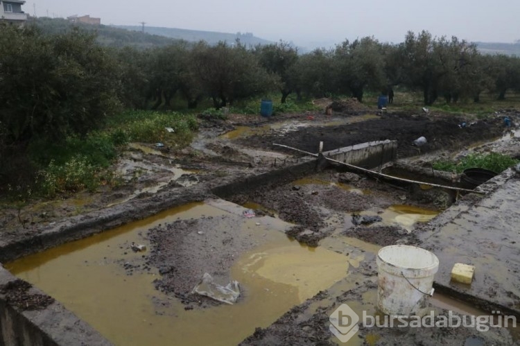 Tonlarca litre zeytinyağı araziye yayıldı