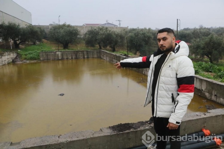 Tonlarca litre zeytinyağı araziye yayıldı