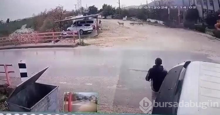 Yolda yürürken koçun saldırısına uğradı

