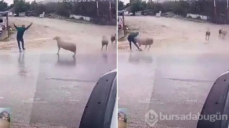 Yolda yürürken koçun saldırısına uğradı
