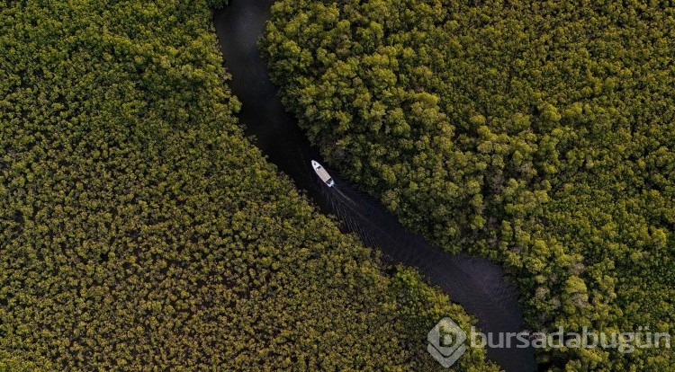 Tuzlu sularda saklı kıvrımlı kıyı ormanları turist akınına uğruyor