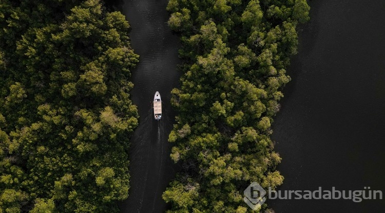 Tuzlu sularda saklı kıvrımlı kıyı ormanları turist akınına uğruyor