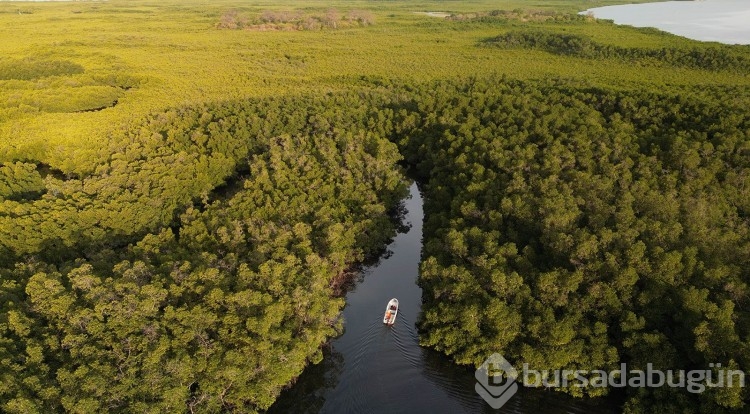 Tuzlu sularda saklı kıvrımlı kıyı ormanları turist akınına uğruyor