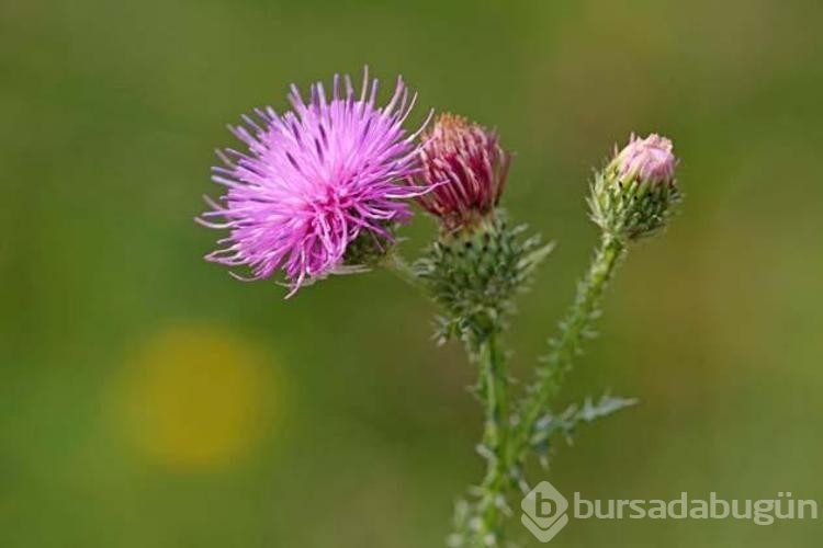 Burcunuza göre sizi temsil eden çiçek hangisi?