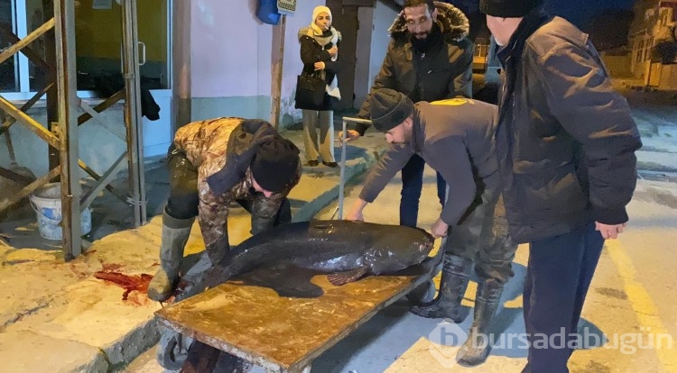 Edirne'de 2 metre boyunda yayın balığı yakaladılar!