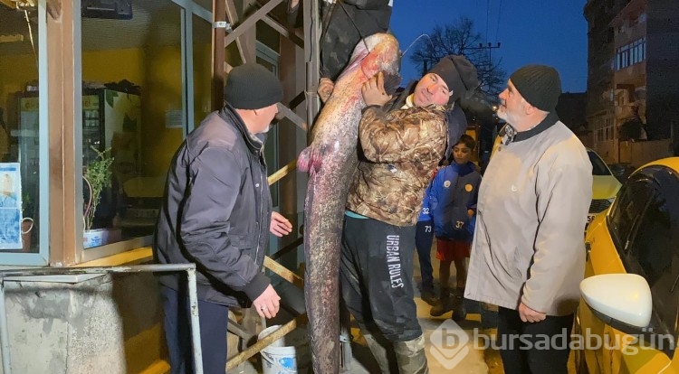 Edirne'de 2 metre boyunda yayın balığı yakaladılar!