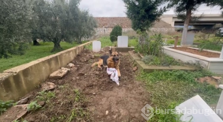 Bursa'da 52 gün önce hayatını kaybeden sahibinin mezarından ayrılmıyor