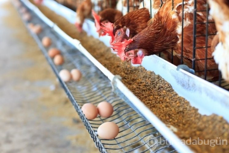 Tavuklar meğer altın yumurtluyormuş! Yumurta fiyatları hayretlere düşürdü
