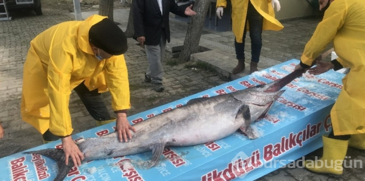 Balıkçılar Marmara Denizi'nde balığa çıktıklarında 2 tanesi peş peşe oltaya takıldı.