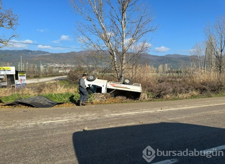 Bursa'da kamyonet devrildi, üzerindeki kiviler yola saçıldı!