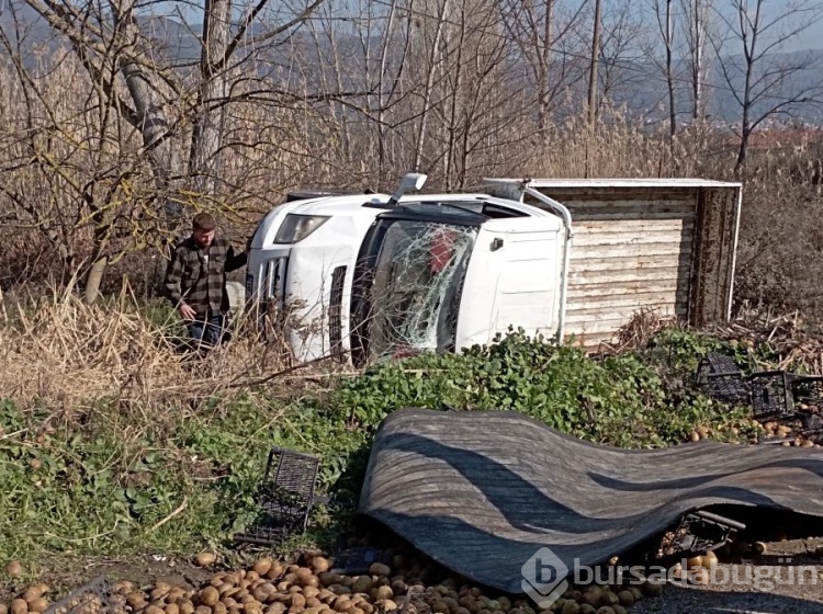Bursa'da kamyonet devrildi, üzerindeki kiviler yola saçıldı!
