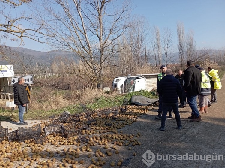 Bursa'da kamyonet devrildi, üzerindeki kiviler yola saçıldı!