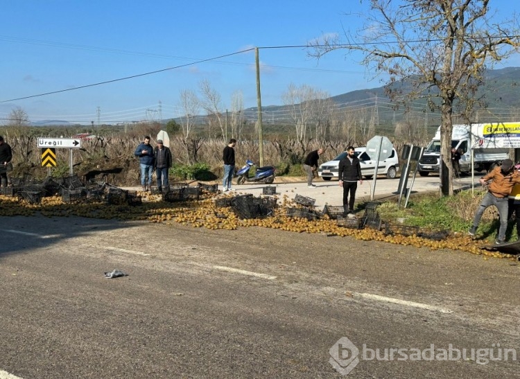 Bursa'da kamyonet devrildi, üzerindeki kiviler yola saçıldı!