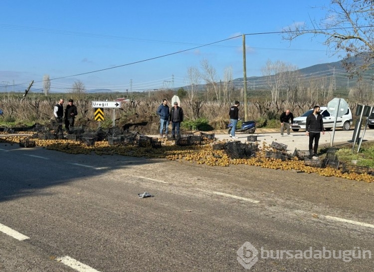 Bursa'da kamyonet devrildi, üzerindeki kiviler yola saçıldı!