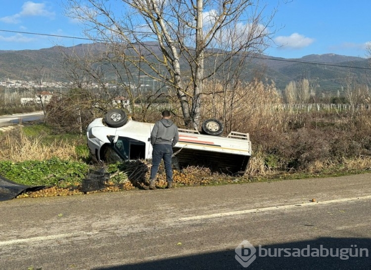 Bursa'da kamyonet devrildi, üzerindeki kiviler yola saçıldı!