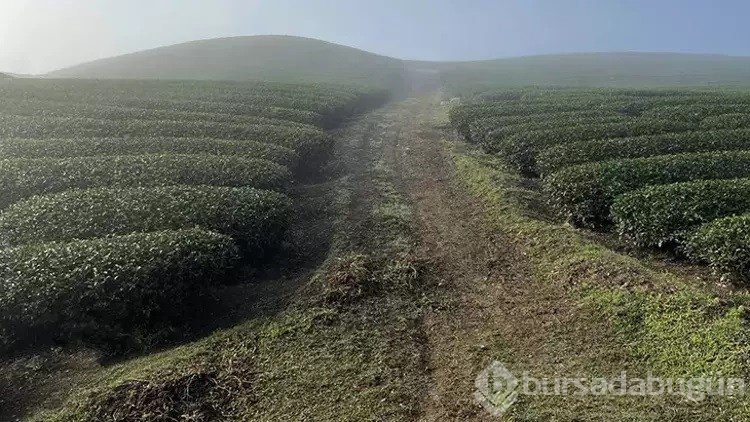 Yeşil ve siyah çay arasında hafif ve çiçeksi lezzete sahip