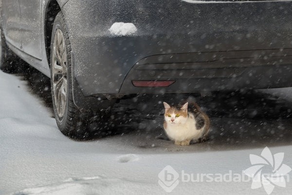 Soğuk havalarda sokak hayvanları için yapabilecekleriniz