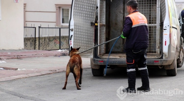 Sivas'ta tasmalı köpek dehşeti
