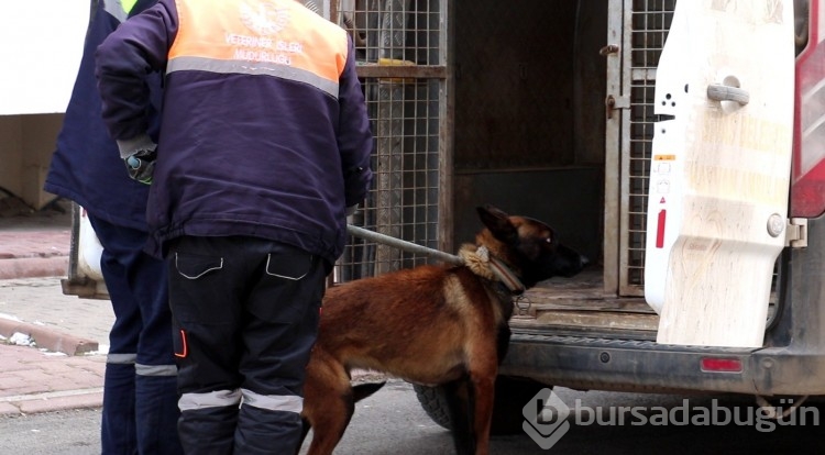 Sivas'ta tasmalı köpek dehşeti
