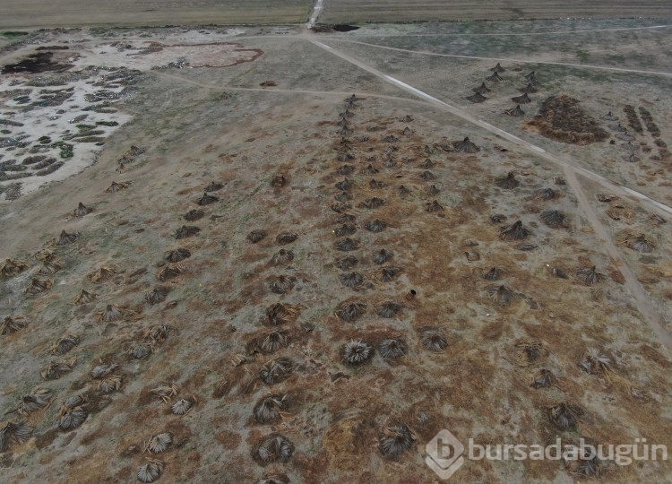 Kayseri'de beklenen yağış olmadı, kamış alanları daraldı