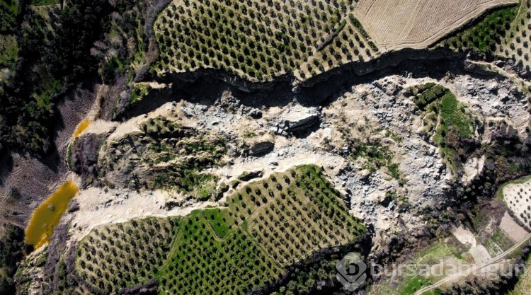 Depremde 400 metrelik yarık oluşmuştu! Hatay'da o zeytinlik depremin simgelerinden oldu