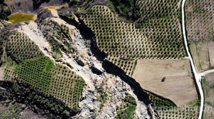 Depremde 400 metrelik yarık oluşmuştu! Hatay'da o zeytinlik depremin simgelerinden oldu