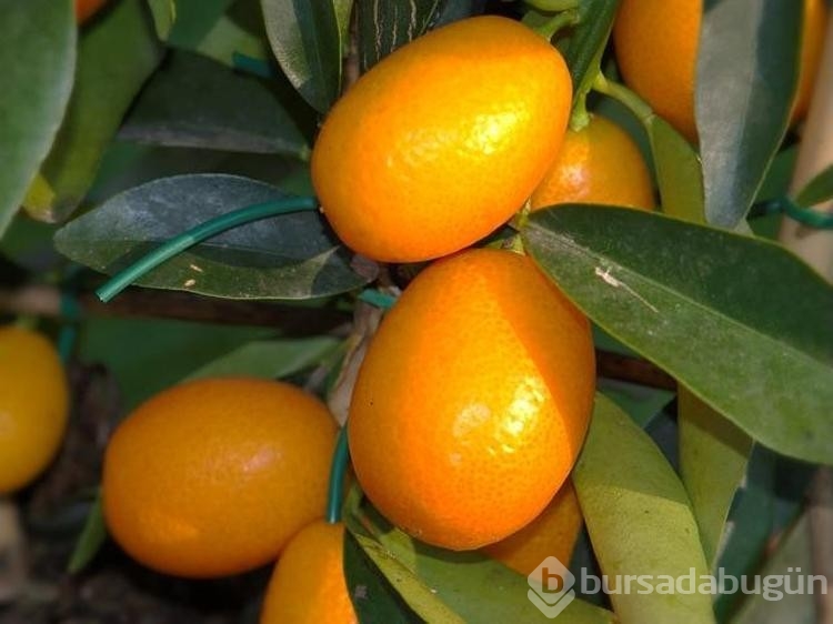 C vitamininde limonu ve portakalı sollayan tek besin!