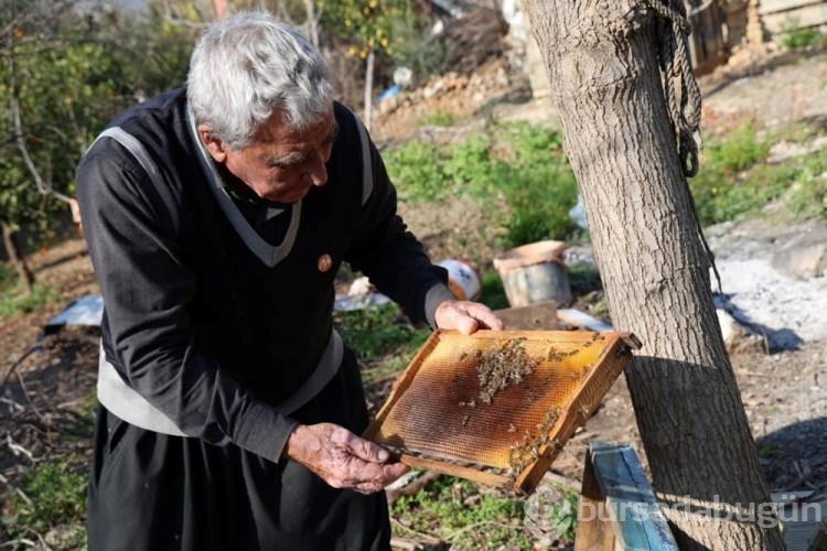 Arı ölümleri artınca nedeni araştırıldı yalancı bahar arıları vurdu
