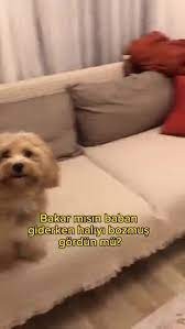 Sosyal medyada bu köpek gündem oldu