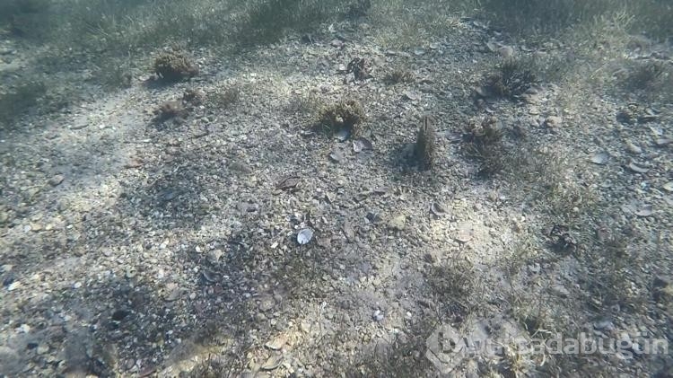 Nesli tehlike altına olan pina popülasyonunda olumlu gelişme
