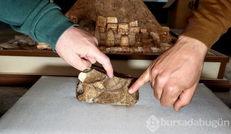 Adıyaman'da bulundu: 15 milyon yıllık balık fosili
