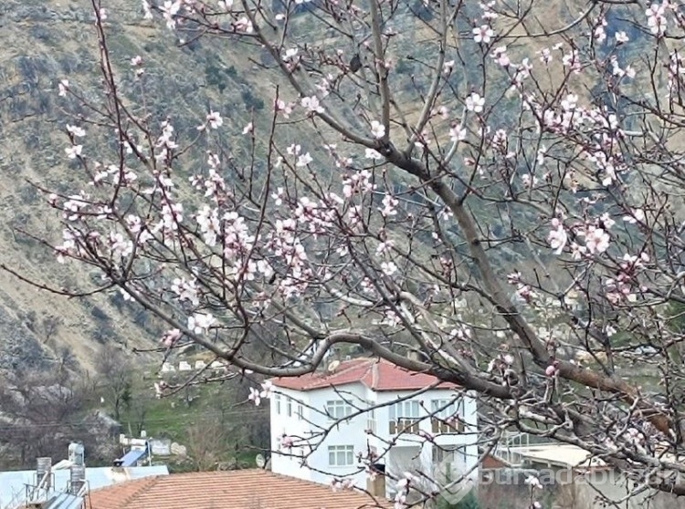 Tunceli'den gelen dehşet haber