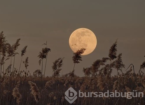 24 Şubat 2024 Başak burcunda Dolunayın etkileri