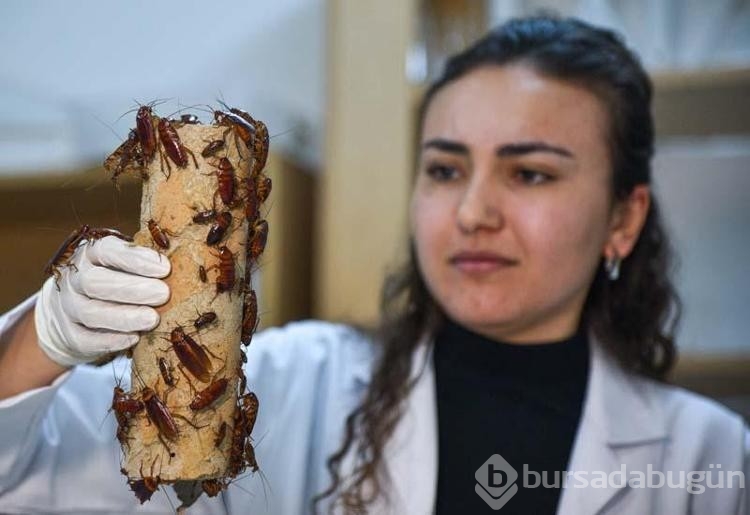 Araştırma uğruna foseptikten hamam böceği topluyorlar
