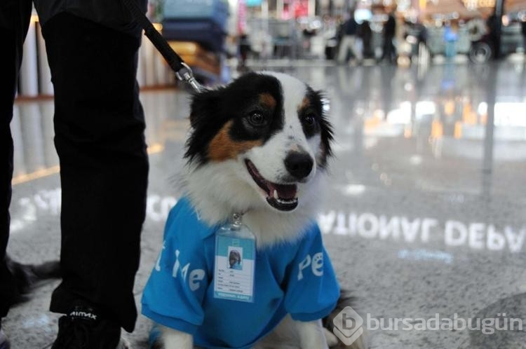 Terapi köpekleri İstanbul Havalimanı'nda iş başı yaptı
