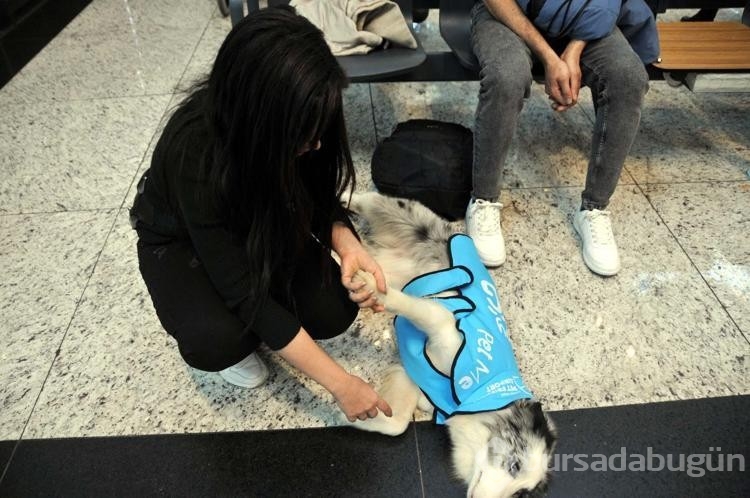 Terapi köpekleri İstanbul Havalimanı'nda iş başı yaptı
