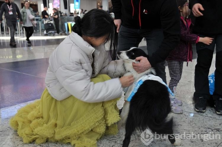 Terapi köpekleri İstanbul Havalimanı'nda iş başı yaptı
