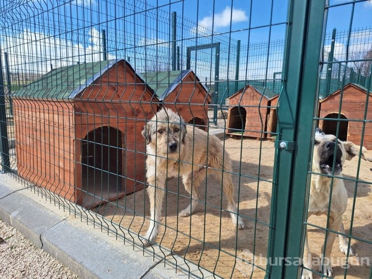 Felçli köpekler için tren yaptı
