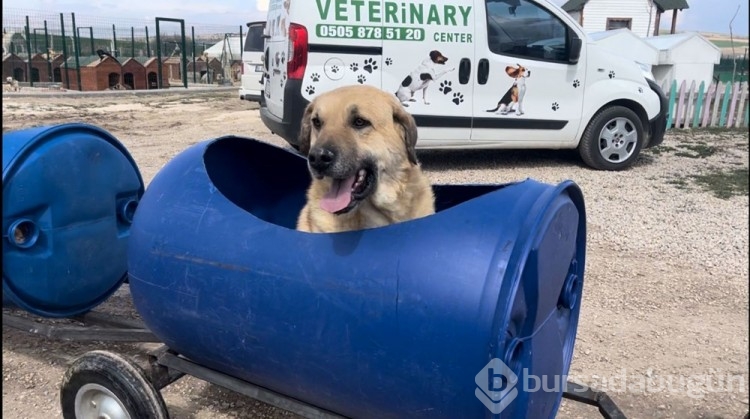 Felçli köpekler için tren yaptı

