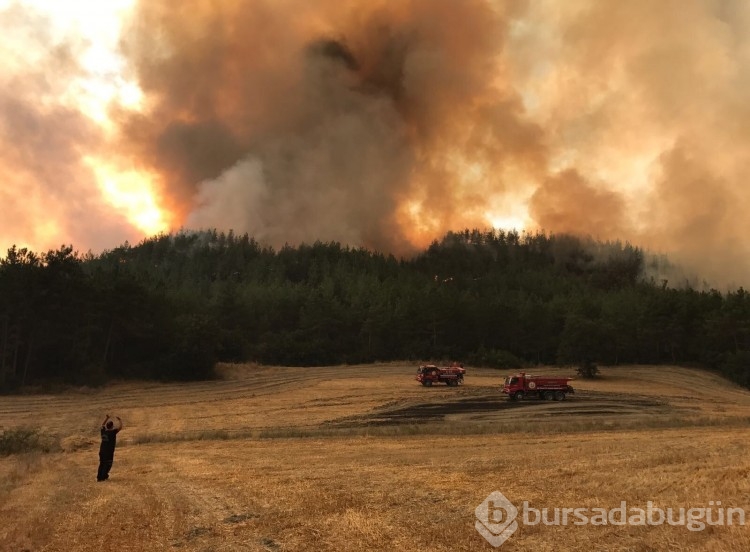 Bir sigara izmaritiyle kül olmuştu: Ormana dikilen binlerce fidan, yeniden can buldu
