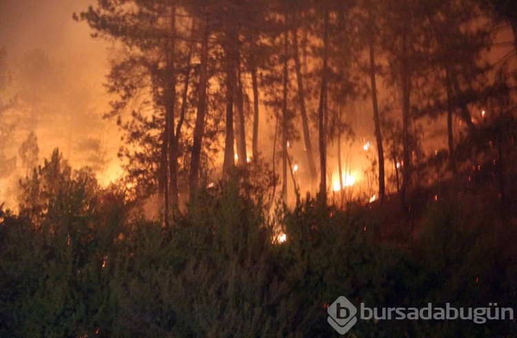 Bir sigara izmaritiyle kül olmuştu: Ormana dikilen binlerce fidan, yeniden can buldu

